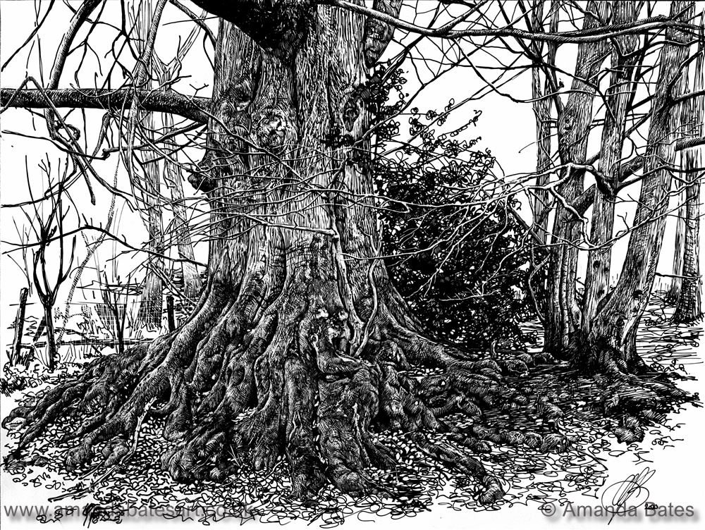Ancient beech tree on Hungerford Common